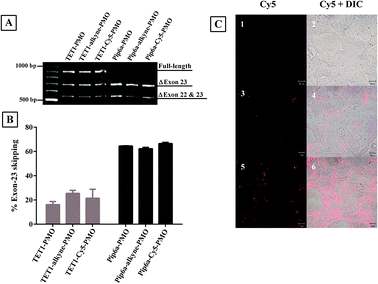 Representative products of nested RT-PCR analysis of dystrophin exon-skipping in H2K mdx cells treated with peptide–PMO, peptide-(alkyne)-PMO and peptide-(Cy5)-PMO at 1 μM for 4 h (A). Densitometric analysis of nested RT-PCR products for percentage of dystrophin exon-23 skipping (B). Confocal microscopy images of untreated (C-1,2), TET1-(Cy5)-PMO (C-3,4) and Pip6a-(Cy5)-PMO treated mouse brain endothelial cells (bEND5) (C-5,6). Left panel: Cy5 and right panel: Cy5 and DIC overlay.