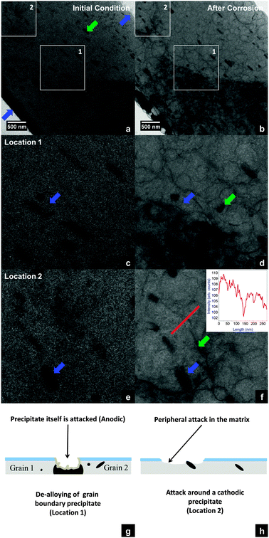 (a and b) BF-TEM images obtained for the AA 2024-T3 FIB specimen before and after in situ corrosion at room temperature and 1.5 bar pressure. The artefacts during specimen preparation are indicated by blue arrows. (c and d) At location 1 a grain-boundary precipitate (shown by blue arrows) is removed by de-alloying. Also the appearance of a dark feature (green arrow) close to the grain boundary precipitate is observed. (e and f) At location 2, the matrix surface around one of the precipitates (blue arrows) is attacked. An intensity profile along a 275 nm line (red) across the attacked region shows a higher intensity close to the precipitate as compared to that of the matrix beyond the dark contour (shown by a green arrow). (g and h) Schematics illustrating the corrosive attack.