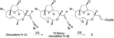 Metabolites 1–3 from Laurencia marilzae and proposed biogenesis via epoxidation events.