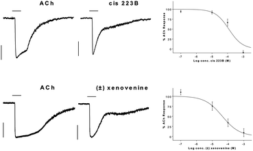 Inhibition of ACh (10 μM) induced currents in TE671 cells expressing human muscle-type nAChR by (a) cis 223B and (b) (±)-xenovenine at Vh −75 mV. Typical traces showing ACh elicited currents (left) and when co-applied with pyrrolizidines (100 μM) (centre). Vertical bars represent 200 pA and horizontal bars show 1 s perfusion period. Concentration–inhibition plots fitted with non-linear regression curves. The current at 1 s after onset (the point at which antagonism is greatest) was normalised against the preceding ACh only response at the same time point. Values represent mean ± SEM for 5–12 cells.