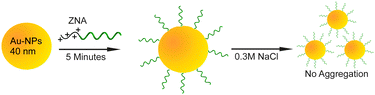 ZNA attachment to 40 nm gold particles results in salt stable particles after just 5 minutes of incubation.