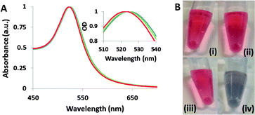 (A) UV-VIS absorption spectra of gold nanoparticles before (red), after the addition of DNA (green) and after the addition of a salt (blue). The inset shows a magnification of the absorbance peak. (B) Photographs of gold nanoparticles after incubation with DNA and addition of a salt. The DNA sequences used were (i) ZNA-cap, (ii) tag-ZNA, (iii) ZNA-polyT, and (iv) HS-5A-cap.