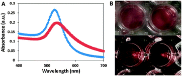 (A) UV-Vis spectra of a mixture containing ZNA-cap coated gold nanoparticles, tag-ZNA gold nanoparticles and either a target which is complementary to both strands (Targ1, red squares) or a non-complementary target (NST, blue diamonds). (B) Photographs of the gold nanoparticles after incubation with the complementary target strand (left) or non-complementary target (right). The bottom photograph is the same wells, pictured with a dark background.