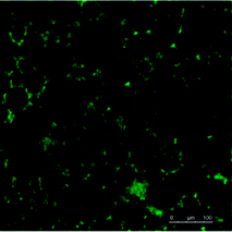 Confocal image of HIPE gels prepared from SSEBS/DAB-4 with 0.25 M NaCl added, excited by laser with a wavelength of 405 nm for the pyrene labelled organic phase, scale bar: 100 μm.