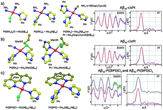 Structural models for (a) Aβ16 and (b) Aβ42 complexed with cisPt and (c) Aβ16 and Aβ42 complexed with Pt(BPS)Cl2 (phenanthroline (=phen) motif and sulfonate groups are not shown due to their negligible contribution to EXAFS). The corresponding Pt-LIII-edge k3-weighted (EXAFS) data and their Fourier Transforms (FT) are shown in blue lines for the experimental data and in red for the best model fits. Atom colors: Pt-red, N-blue, C-yellow, Cl-green, S-cyan.