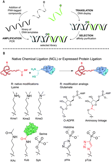 Two approaches in Chemical Biology: (A) schematic representation of DNA display of PNA-tagged molecules. Figure adapted from ref. 24. (B) Chemical approaches for the incorporation of PTMs and their analogs into histone proteins for the study of genetic regulation. Figure adapted from ref. 22.
