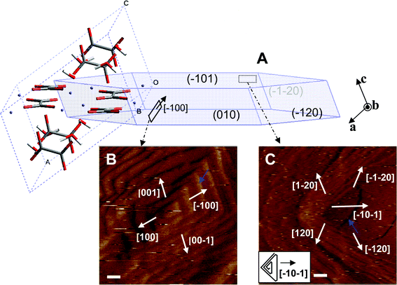 (A) Schematic 3D sketch of a typical equilibrium habit of a calcium oxalate monohydrate (COM) crystal showing the commonly expressed planes {1̄01}, {010}, and {120} and with an embedded unit cell showing the orientation of oxalate molecules with respect to crystal faces. (B, C) In situ AFM images showing the shape of dislocation hillocks and step directions on the (010) (B) and (1̄01) faces (C) of a COM crystal. Scale bars are 100 nm for (B) and 200 nm for (C).