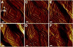 
            In situ AFM images showing the effects of the concentration of d-Asp6 on the growth of [1̄00] step on the (01̄0) face at a fixed supersaturation of σ = 0.93. Morphologies of the hillocks observed in the images (A–F) are from solution with: (A) pure, (B) 0.5 μM d-Asp6 at solution flow time, t = 26 min, (C) pure, (D) 2 μM d-Asp6 at t = 25 min, (E) pure, and (F) 5 μM d-Asp6 at t = 20 min. Scale bars are 100 nm.