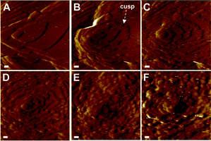 Sequential in situ AFM images showing the effects of the concentration of d-Asp6 on the growth of [1̄01̄] step on (1̄01) face at fixed supersaturation of σ = 0.93. Morphologies of the hillocks observed in the images (A–F) are from solution with: (A) pure, (B) 0.05 μM d-Asp6 at solution flow time, t = 20 min, (C) 0.1 μM d-Asp6 at t = 20 min, (D) 0.2 μM d-Asp6 at t = 19 min, (E) 0.3 μM d-Asp6 at t = 20 min, and (F) 2 μM d-Asp6 at t = 20 min. Scale bars are 100 nm.