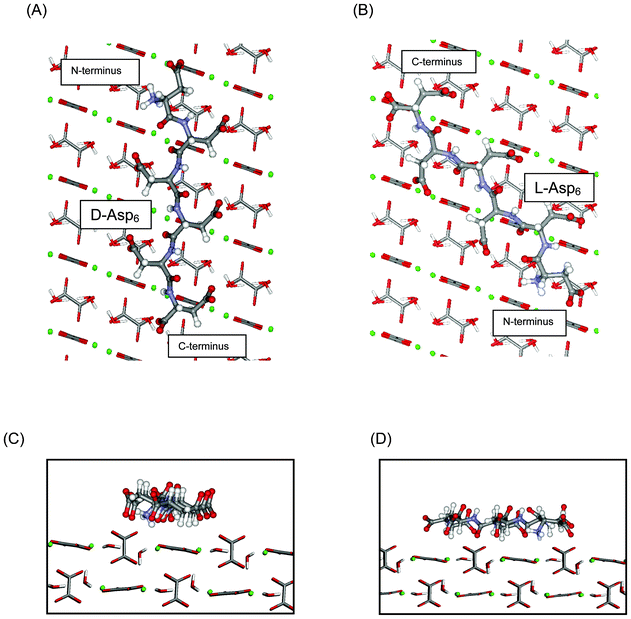 Asp6 enantiomers bound to the flat (010) face of COM: (A) d-Asp6 and (B) l-Asp6. Peptides: ball and stick; COM waters and oxalates: tubes; COM calcium ions: green balls. d-Asp6: The polypeptide backbone is nearly aligned with the c axis of COM and most of the polypeptide follows a path over flat surface oxalates and between two columns of upright, protruding oxalates. The sidechain carboxylates of Asp3 and Asp5 are positioned between protruding oxalates to make favorable interactions with surface calcium ions. The sidechain carboxylate of Asp1, the terminal carboxylate of Asp6, and the carbonyl oxygens of Asp2 and Asp4 are also engaged with calcium ions along a common column, as are the sidechain carboxylates of Asp2, Asp4, and Asp6. l-Asp6: The polypeptide is not aligned with the c axis and instead follows a path passing through a column of protruding oxalates. (C) and (D): Side views along the c axis of the binding shown in (A) and (B), respectively. The A termination of the (010) surface is shown.