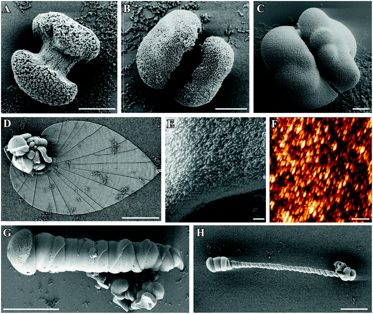 FESEM images of silica–witherite biomorphs grown under “standard” conditions. (A–C): early fractal architectures collected 2.5 h after mixing reagents. (D): extended flat sheet isolated after 10 h, consisting of uniform nanosized crystallites (E). (F) AFM image demonstrating the large degree of co-orientation of individual BaCO3 nanorods. Further morphologies commonly observed for mature crystal aggregates are worm-like braids (G) and helicoidal filaments (H). Scale bars are 2 μm (A–C), 500 nm (E and F), and 50 μm (D, G, H).