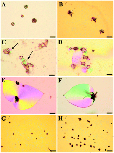 Polarized optical micrographs showing typical morphologies of precipitates isolated after 10 h from solutions at an initial pH value of (A) 9.90, (B) 10.05, (C) 10.20, (D) 10.65, (E) 11.00, (F) 11.15, (G) 11.75, and (H) 11.90. (A,B): at lower pH, globular particles and conglomerates thereof are observed, while characteristic biomorphic forms are absent. (C): at pH 10.20, small sheet-like domains are occasionally seen to emerge from the globular particles (indicated by the arrows). (D–F): between pH 10.65 and 11.15, the formation of non-crystallographic ultrastructures is most pronounced, with spacious sheets and large filaments being typical kinds of morphology. (G,H): at pH values equal to or higher than 11.75, again only fractal particles are found, which now show predominantly dumbbell-like shapes. However, their number is higher and their mean size smaller as compared to counterparts grown at low pH. Scale bars are 50 μm.