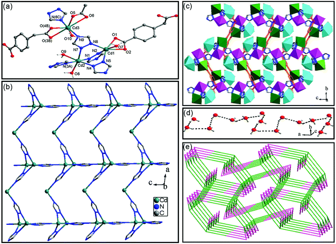 Structural and fluorescent regulation of Cd( ii ) coordination 