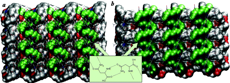 Helical chains of the hydrogen bonded N-(3,5-dinitrobenzoyl)asparaginate anions mediated by the SS-N1 supramolecular synthon (scheme) and their orientation to a surface of a) the strychninium and b) brucinium self-assemblies in a) strychninium N-(3,5-dinitrobenzoyl)-l-asparaginate pentahydrate and b) brucinium N-(3,5-dinitrobenzoyl)-d-asparaginate ethanol solvate hydrate (O – red, N – blue, C – silver, H – white; the side chain of the asparagine derivative is marked by green).19