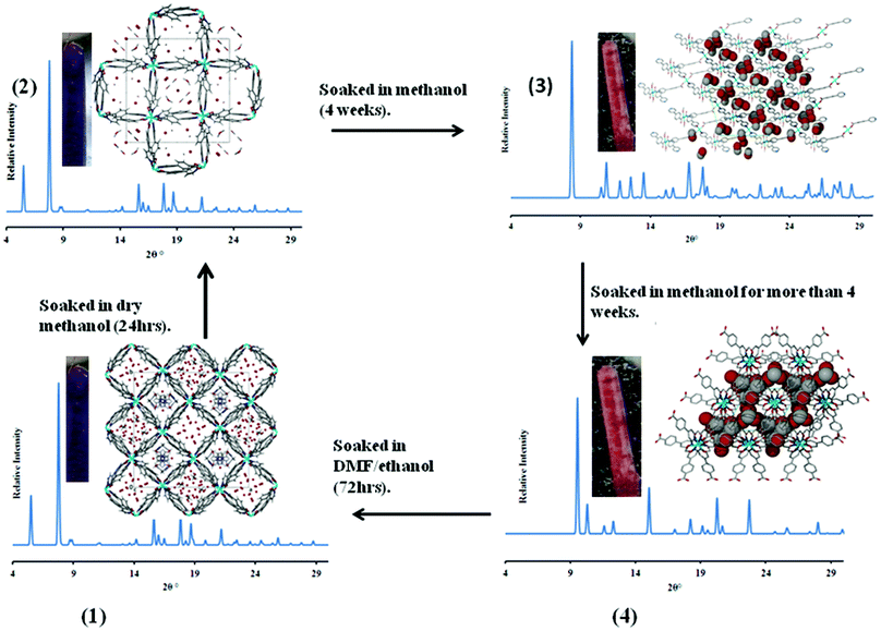 An illustration of the structural transformations which compound 1 undergoes. The guest molecules in 1 and 2 are in stick form for DMF and methanol respectively and as red spheres for water molecules. In 3 and 4 the guest molecules are drawn with van der Waals radii. All experiments were carried out at room temperature.