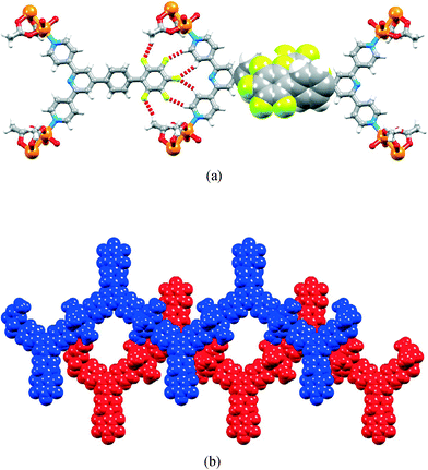 Packing motifs in [Cu2(μ-OAc)4(2)]n: (a) short CH⋯F contacts shown in red (left) and πH⋯πF interactions shown in space-filling representation (right); (b) tpy⋯tpy π interactions between zig-zag chains.