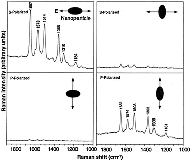 Surface-enhanced Raman spectra of R6G obtained with a linearly polarized confocal laser beam from two Ag nanoparticles. The R6G concentration was 2 × 10−11 M, corresponding to an average of 0.1 analyte molecule per particle. The direction of laser polarization and the expected particle orientation are shown schematically for each spectrum. SERS signal is only observed when laser excitation polarization is along the aggregate long axis. Laser wavelength, 514.5 nm; laser power, 250 nW; laser focal radius, 250 nm; integration time, 30 s. All spectra were plotted on the same intensity scale in arbitrary units of the CCD detector readout signal. Adapted with permission from ref. 7.