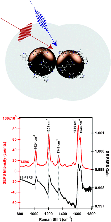 Upper: nanoantennas used for SE-FSRS, consisting of multiple gold cores surrounded by BPE molecules, encapsulated in a silica shell. Lower: SERS spectrum and SE-FSRS spectrum of BPE-functionalized nanoantennas. Both methods obtain high S/N spectra of the well-characterized Raman resonances of BPE, although the SE-FSRS spectrum shows dispersive peaks due to effects from the plasmon. Adapted with permission from ref. 85.