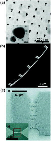 
              In situ controlled fabrication of hot spots with nm-scale gaps (a) TEM image (and high-magnification in inset) of Ag nanoparticle pairs fabricated by electron beam lithography combined with an angle evaporation technique. (b) Field-emission SEM image of a wire made of Au disks (white stripes on the image) fabricated by on-wire lithography (OWL). (c) SEM image of lithographically fabricated bowtie array made by electromigration (between extended electrodes). Parts a, b, and c reproduced with permission from ref. 61, 38 and 39, respectively.