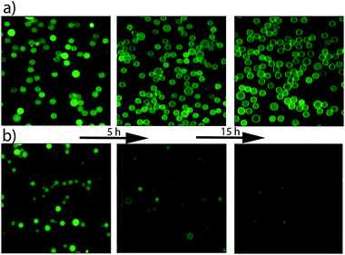 Time evolution of the release of fluorescein from; (a) SNS particles sealed with DLPC lipid bilayers; (b) unsealed SNS.