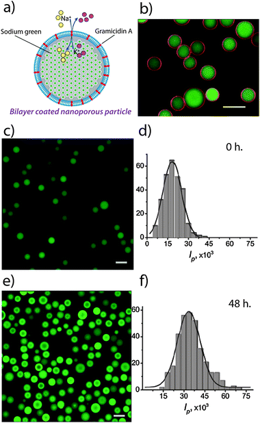 Gramicidin-mediated uptake of Na+ into lipid bilayer-coated particles. (a) Schematic illustration. (b) A two-channel CLSM image of fluorescein-loaded particles sealed with a fluorescently labeled lipid bilayers containing 1 mol% of gramicidin A, (c) and (e) are the CLSM images of SG-loaded SNS particles (sealed with DLPC lipid bilayers containing 1 mol% of gramicidin A) with and without the addition of Na+ respectively, (d) and (f) are the respective histograms of the integral intensities per particle measured from the CLSM images. The data in (e) and (f) were obtained 48 hours after addition of Na+. Scale bars are 10 μm.