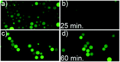 Iodide quenching of fluorescein-loaded silica nanoporous spheres. Representative CLSM images of the fluorescein-loaded mesoporous silica particles; with coatings of gramicidin A-containing (1 mol%) DLPC lipid bilayers (c and d), and without any coating (a and b). Images recorded before (a and c) and after (b and d) addition of I− to the bulk media (final I− concentration 300 mM). The time indicated is the time after addition of I.