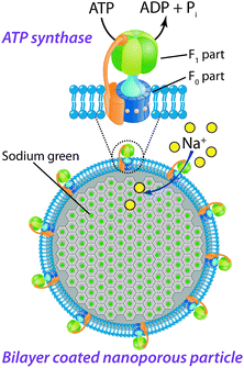 Schematic illustration of the ATP synthase incorporated into a lipid bilayer that covers a nanoporous particle loaded with SG. The ATP synthase comprises a membrane soluble F0 part that uses the Na+ gradient to rotate the F0 which subsequently generates a toque in the F1 part through a mechanical coupling between them. This conformational change results in a catalytic site for the reaction of ATP from ADP. In the reverse ATP hydrolysis mode, ATP is instead used up and ions are actively transported through the channel.