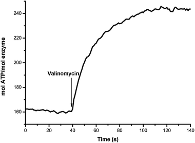 Time dependent activity of the ATP synthase reconstituted in proteoliposomes. The synthesis of ATP by transportation of Na+ ions is measured after applying a K+/valinomycin induced diffusion potential and a Na+-gradient.