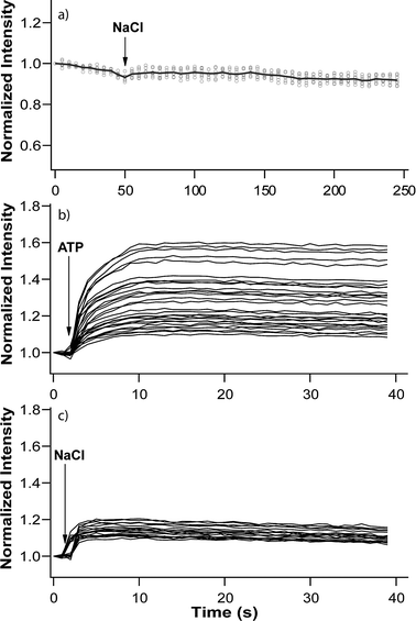 ATP synthase-mediated transport of Na+ into lipid bilayer-coated particles. Normalized intensity of fluorescence of SG-loaded porous silica spheres sealed by (a) only a soy PC bilayer after addition of 8 mM NaCl. Normalized intensity of fluorescence of SG-loaded porous silica spheres sealed by asoy PC bilayer containing 1 mol% ATP synthase after addition of (b) 0.4 mM Na2ATP, and (c) 4 mM NaCl. Specimens used in (b) and (c) were from the same batch and experimental conditions were kept the same. The first graph contains data for 5 spheres and the last 2 graphs contain data for 30 spheres.