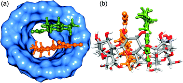 Optimized structures of γ-CD : DCVJ (1 : 2) complex. (a) and (b) correspond to the different orientations of the same optimized complex. The DCVJs are represented as ball and stick model (orange and green colors). The rest is the same as that of Fig. 6.