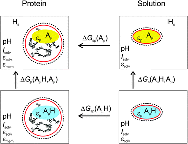 Thermodynamic cycle for the calculation of the deprotonation free energy ΔGp(AμH,Aμ) of a protein-bound group AμH at site μ. The red and dashed circumferences symbolize the molecular surface and the ion exclusion layer, respectively, and Hs the solvated proton.