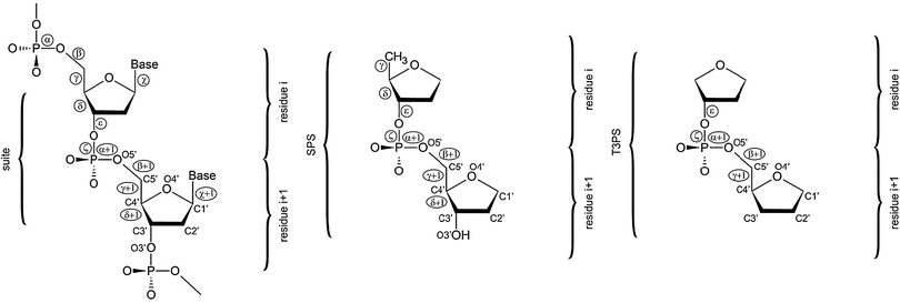 A dinucleotide unit consists of two nucleic acids residues i and i + 1, and is defined from phosphate to phosphate. Its conformation is therefore described by 12 torsion backbone angles (α to ζ + 1). A suite unit spans also two nucleotides, but it goes only from sugar to sugar, consisting thus of the following seven torsion angles: δ, ε, ζ, α + 1, β + 1, γ + 1, δ + 1.88 Orientation of the nucleobase attached to C1′ is defined by the χ torsion angle (left). The SPS (sugar–phosphate–sugar) model system used in the present work (center) is derived from the suite unit by cutting off the nucleobases. The T3PS model system (right) suggested by Mackerell in ref. 17.