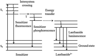 Energy diagram of the lanthanide complex, consisting of a sensitizer and a lanthanide(iii) ion. Upon sensitizer excitation, intersystem crossing to the sensitizer triplet state leads to energy transfer to the lanthanide(iii) ion.