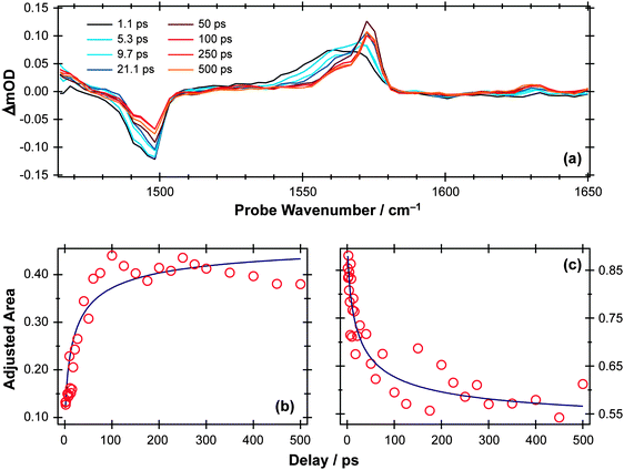 (a) TVA spectra measured at different Δt following 267 nm photoexcitation of a 45 mM solution of p-MePhSH in cyclohexane flowing through a Harrick cell with a 100 μm spacer. Numerical integration over portions of the latter spectra allows extraction of kinetic traces (open circles) monitoring the (b) recovery of parent p-MePhSH(S0) population via the 1495 cm−1 feature and (c) decay of p-MePhS(X̃) radicals (in the region 1535–1585 cm−1). The solid blue lines are fits to the data using the survival probability model described in the text, eqn (1) and (2).