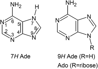 Structures of the 7H and 9H tautomer of adenine (Ade). In adenosine (Ado), the ribose replaces the hydrogen at position 9 and therefore prevents tautomerization.