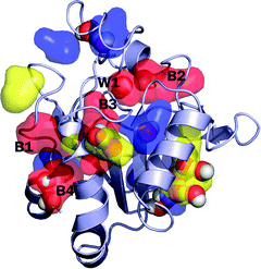 The snapshot structure of the protein Peroxiredoxin 5 (PrxV). The distribution of each long-lived β-water is shown by the color-coded surface representation: the red-colored surface is for the distribution of waters with longer than 10 ns residence time, the yellow-color is for the waters with the residence time between 5 ns and 10 ns, the blue-color is for the residence time between 2 ns and 5 ns, respectively. For clear presentation, we only show several representative long-lived waters. Crystallographic waters that overlap with the long-lived waters are shown by the atom-cleared sphere representation. During the simulation, many crystal waters leave the initial position and bulk waters replace those positions. Not all of the long-lived waters are found at the positions where the crystallographic waters are found. The five most long-lived β-water molecules (with residence time longer than 10 ns) are labeled W1, and B1 to B4, in which W1 is the crystal water and B1 to B4 are bulk waters that are added in the simulation to fully solvate the system.