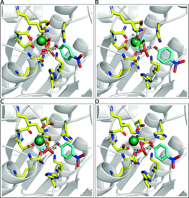 A comparison of the representative transition state structures for the reactions of Pseudomonas aeruginosa arylsulfatase (PAS) complexed with (A) p-nitrophenyl phosphate, (B) ethyl-p-nitrophenyl phosphate, (C) bis-p-nitrophenyl phosphate and (D) p-nitrophenyl sulfate. Labeling for key active site residues can be found in Fig. 6C, and P(S)–O distances to the leaving group and nucleophile oxygens highlighted here are averages over ten trajectories. This figure is based on data presented in Table 1 and ref. 21.