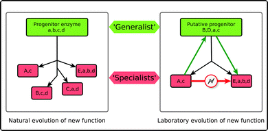 Schematic representation of Jensen's hypothesis for the evolution of enzyme function7 (A). According to this hypothesis primitive enzymes, which displayed low activities and broad specificities (denoted by lowercase a, b, c, d), have, once submitted to evolutionary pressure, divergently evolved in order to acquire higher specificities and (sometimes completely new) activities (denoted by upper case letters, e.g. B, D, E). However, they have retained low levels of their original promiscuous activities. This can in turn be exploited in artificial enzyme design (B). That is, direct switches of specificity, e.g., from A to E are rare. However, in the case of a promiscuous enzyme, one could perform “retroevolution” back towards a generalist enzyme, and use this as a trampoline for re-specialization towards new functionality. This figure is adapted from ref. 15.