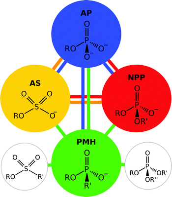 Members of the alkaline phosphatase (AP) superfamily have a tendency towards “cross-promiscuity”, where the native substrate for one enzyme is a promiscuous substrate for another. This figure illustrates the native and promiscuous activities of four different members of the alkaline phosphatase superfamily, specifically alkaline phosphatase (AP), arylsulfatases (PS), nucleotide pyrophosphatase/phosphodiesterase (NPP) and a phosphonate monoester hydrolases (PMH). The substrate shown within each circle represents the native substrate for the enzyme, while the colored lines indicate the relevant promiscuous activities. Additionally, PMHs have been shown to also hydrolyse phosphotriesters and sulfonate monoesters, activities not observed in other members of the superfamily. This figure is adapted from ref. 22.