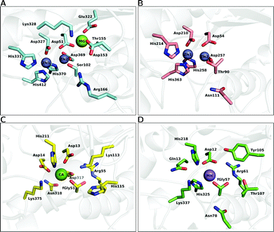 A comparison of the active site architectures of a number of catalytically promiscuous members of the AP superfamily. The upper half illustrates the bimetallic enzymes, (A) alkaline phosphatase (AP) and (B) nucleotide pyrophosphatase/phosphodiesterase (NPP). The lower half illustrates the active sites of (C) Pseudomonas aeruginosa arylsulfatase (AS) and (D) phosphonate monoester hydrolase (PMH). The structures were generated from the PDB files 1ED957 (A), 2GSN160 (B), 1HDH55 (C) and 2VQR161 (D), respectively.