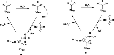 Our proposed revised mechanisms21 for (A) sulfate monoester hydrolysis and (B) phosphate ester hydrolysis by Pseudomonas aeruginosa arylsulfatase. In the case of the sulfatase activity, we propose that the sulfuryl group transfer proceeds through a histidine-as-base (His115) mechanism to activate the geminal diol that acts as a nucleophile. In the case of the phosphatase activity, we propose instead that the substrate itself can act as a base to deprotonate the nucleophile. Note that while we have only illustrated the case of a phosphate monoester (B), we also obtained similar results to this for phosphate diesters.21 This figure is modified from ref. 21.