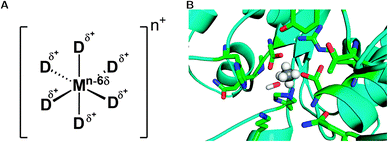 (A) Schematic representation of the dummy model. Shown here is a system with octahedral coordination, however, in principle, the model can be parameterized for any coordination sphere by adjusting the relevant positions and the number of dummy atoms. (B) Representative active site of a phosphonate monoester hydrolase (PDB ID 2VQR55), where the active site metal has been replaced by an octahedral dummy model to represent the catalytic Mn2+ ion. The central atom and the dummy atoms are shown in grey and white, respectively, and the surrounding ligands have been highlighted to show the metal coordination.