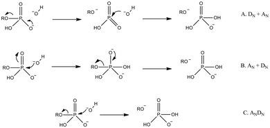 Generalized potential pathways for phosphate monoester hydrolysis, using the illustrative example of hydroxide attack on a phosphate monoester monoanion (we have chosen to show hydroxide rather than water as the nucleophile here to avoid any controversy with regard to proton positions at the transition state). Shown here are stepwise (A) dissociative, (B) associative, and (C) concerted mechanisms. Note that, while we have only shown inline pathways in this figure (nucleophile attacks from the opposite face as the departing leaving group), all pathways can also potentially proceed through corresponding non-inline mechanisms (nucleophile attacks from the same face as the departing leaving group with pseudo-rotation around the phosphorus center). Additionally, the concerted mechanisms can be associative or dissociative in nature, depending on the relative degrees of bond formation and cleavage at the transition state.