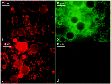 Identification of the type of α-CD stabilised emulsion with tetradecane at different Φo using doping with fluorescent dyes: (a) freshly prepared emulsion from Φo = 0.08 with tetradecane initially doped with Nile Red before emulsification; sample was observed under TRITC filter sets. (b) Freshly prepared emulsion from Φo = 0.6; tetradecane was initially doped with Nile Red while the aqueous phase was doped with fluorescein before emulsification; the sample was observed under FITC filter sets; (c) the same sample observed under TRITC filter sets and (d) with dual fluorescence TRITC-FITC filters sets.