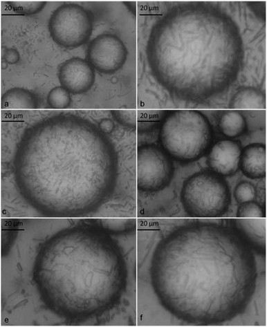 Optical micrographs of o/w emulsions stabilised by α-CD–tetradecane inclusion complexes. All emulsions were prepared from 10 mM α-CD at different tetradecane volume fractions (Φo): (a)–(c) Φo = 0.1 and (d)–(f) Φo = 0.6 taken 3 days after emulsification.