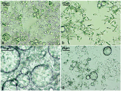 Micrographs showing the presence of long CD–oil IC microrods from samples prepared from 10 mM α-CD with tetradecane oil at different oil volume fraction, Φo. (a) At Φo = 0.02 (precipitate); (b) at Φo = 0.05 (bottom layer); (c) at Φo = 0.08 (top layer); (d) at Φo = 0.08 (precipitate).