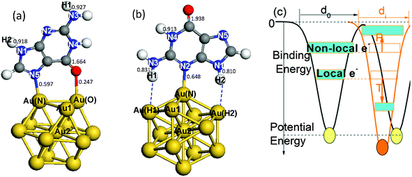 Illustration of the structures and under-coordination effects. Gold atom-shell labels extend from the surface corner toward the center, Au1 and Au2. N atoms in guanine are labeled N1–N5. Two H atoms on N3 and N1 are labeled H1 and H2. (a) The Au13–G1 complex with the gold binding sites labeled Au(N) and Au(O). The binding pattern involves Au(N)–N5 and Au(O)–O bonds. (b) The Au13–G2 complex with the gold binding sites labeled Au(N), Au(H1) and Au(H2). This binding pattern involves a Au(N)–N2 bond and two N–H⋯Au hydrogen bonds. (c) Illustration of under-coordination-induced bond contraction, surface quantum trapping (T), and valence charge polarization (P) at the surface. Values in (a) and (b) are the calculated Mayer bond orders for the Au13–G complexes.48