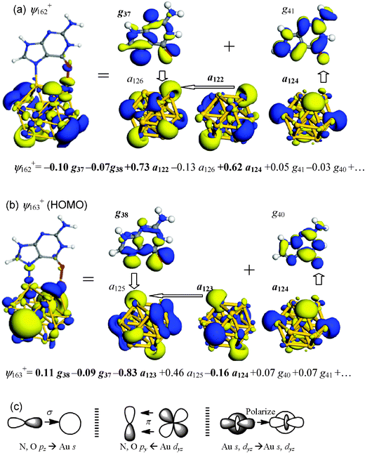 Summary of key MOs and FOs of Au13–G1. (a) ψ162+, which contains Au–O interaction. (b) ψ163+ (HOMO), which contains Au–N interaction. Dominant FO expansion coefficients of the MO are shown underneath each orbital diagram, where occupied FOs are highlighted in boldface. (c) Schematic drawings of key orbital interactions.