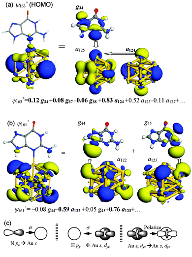 Summary of key MOs and FOs in Au13–G2 of (a) ψ163+ (HOMO), which contains Au–N interaction and (b) ψ161+, which contains Au⋯H–N hydrogen bonds. (c) Schematic drawings of key orbital interactions.