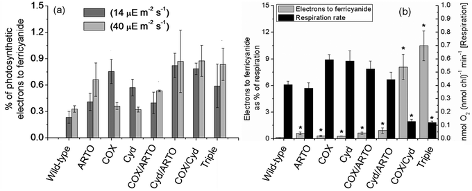 Redirection of reducing power in terminal oxidase mutants. (a) The percentage of photosynthetic electron flux, as determined by oxygen electrode assays, used to reduce ferricyanide. Dark grey bars are data from the 14 μE m−2 s−1 condition, light grey from the 40 μE m−2 s−1. (b) Electrons used to reduce ferricyanide in the dark (grey bars, primary y-axis), expressed as a percentage of the respiratory electron flux, and respiration rates (black bars, secondary y-axis). The data are averages of at least three biological replicates; error bars show standard error of the mean. Note the different scales on the y-axes. An asterisk indicates that an ANOVA test found the value differed significantly from the group of samples containing the wild-type with a p-value of less than or equal to 5%.